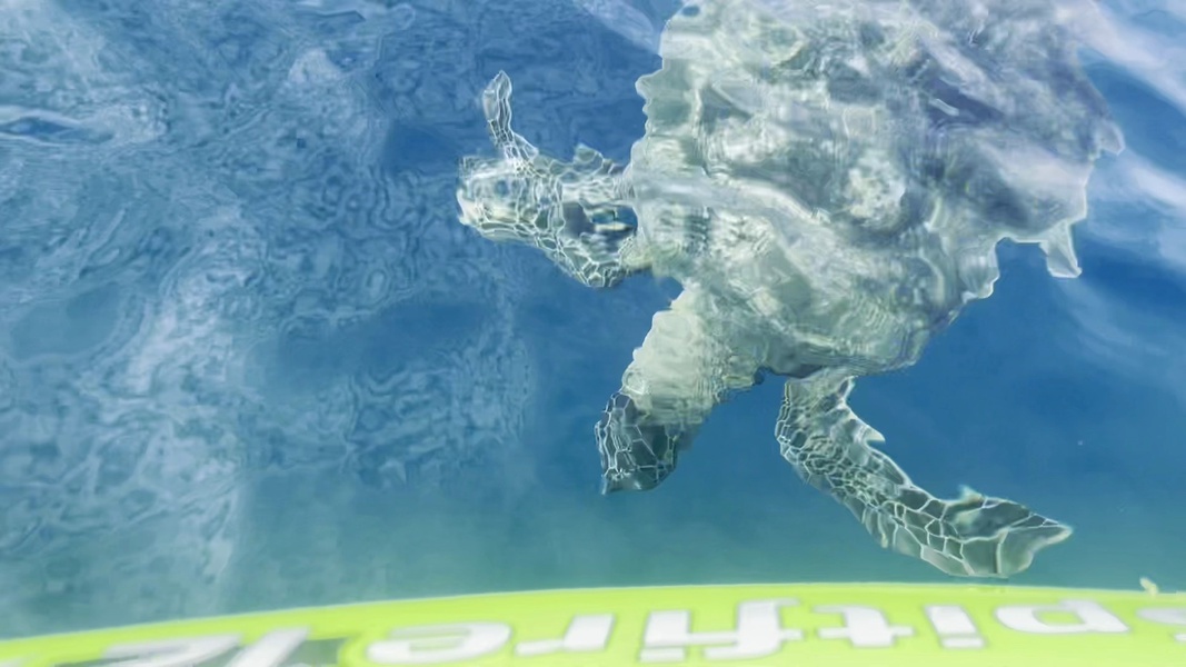 Witness the beauty of a sea turtle gliding effortlessly through Maui’s crystal-clear waters.