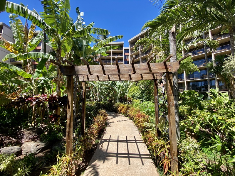Stroll through lush pathways in this tropical retreat at Kaanapali Shores 213.