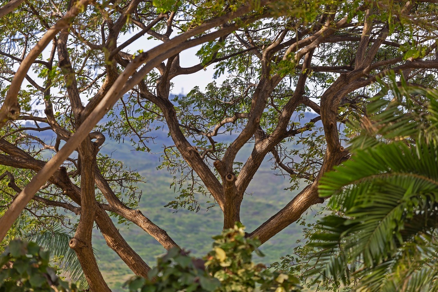Scenic mountain vista framed by lush tropical foliage creates a naturally serene backdrop for the property, offering guests a glimpse of the stunning natural beauty defining the surrounding area.