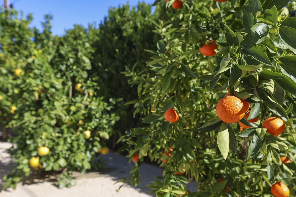 Orange Trees