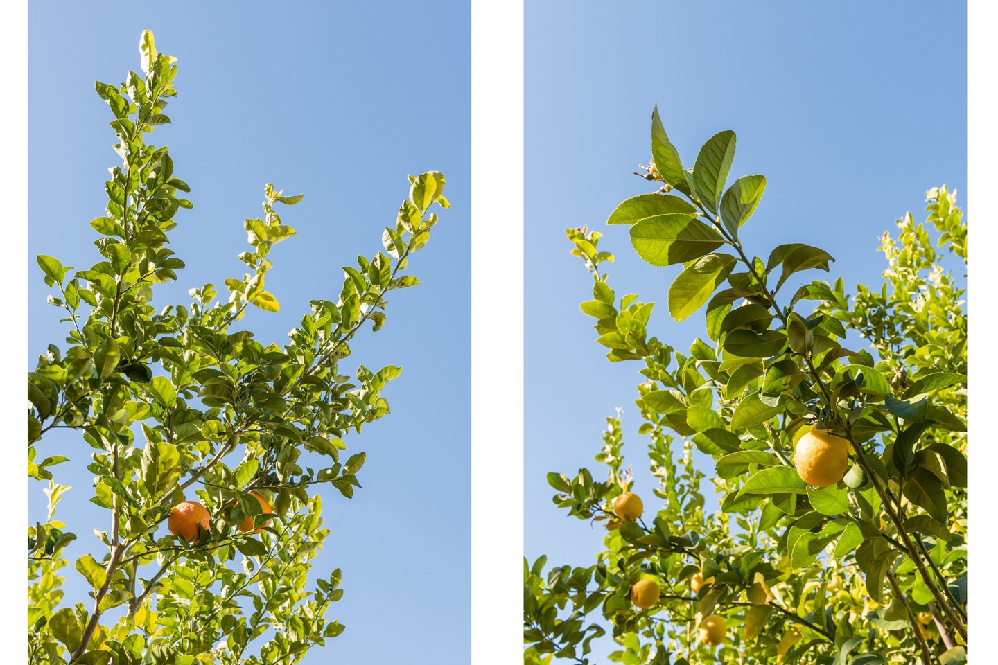 Citrus trees