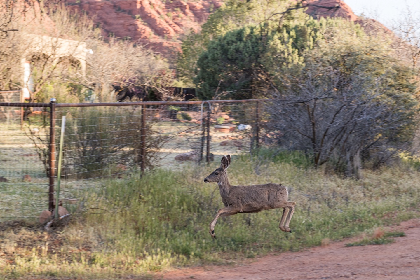 Local visitor