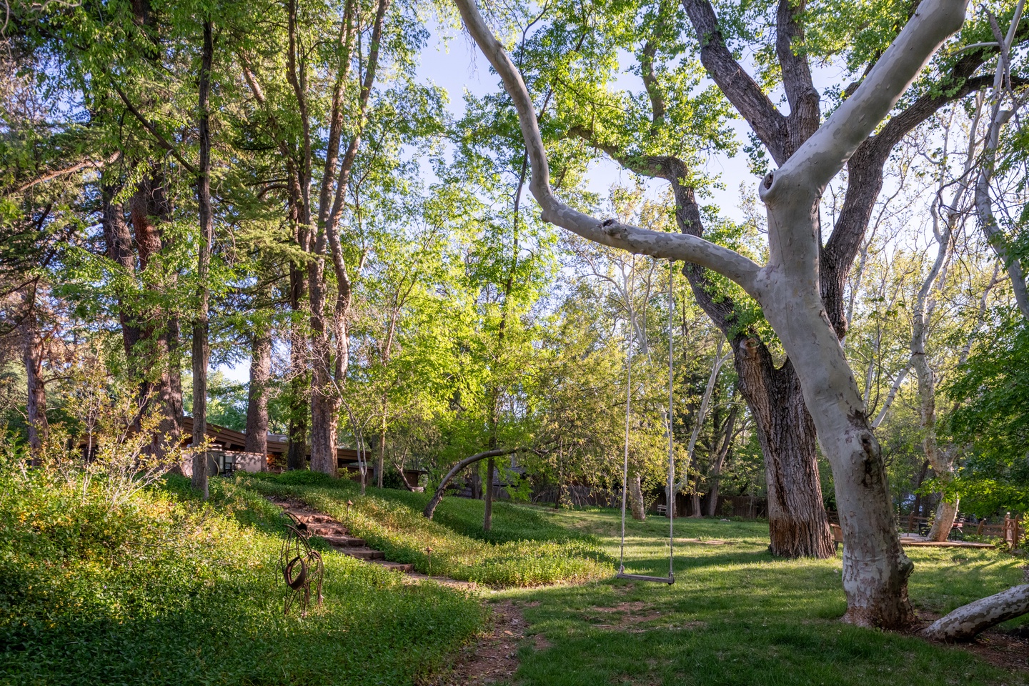 Tree swing anyone?