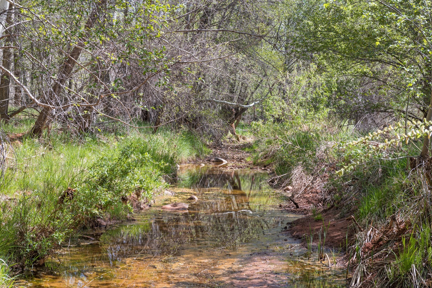 Cool ditch that runs through the property before the creek